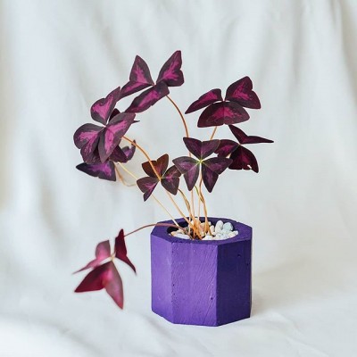 Purple Pen Holder/Planter/Pot/Storage